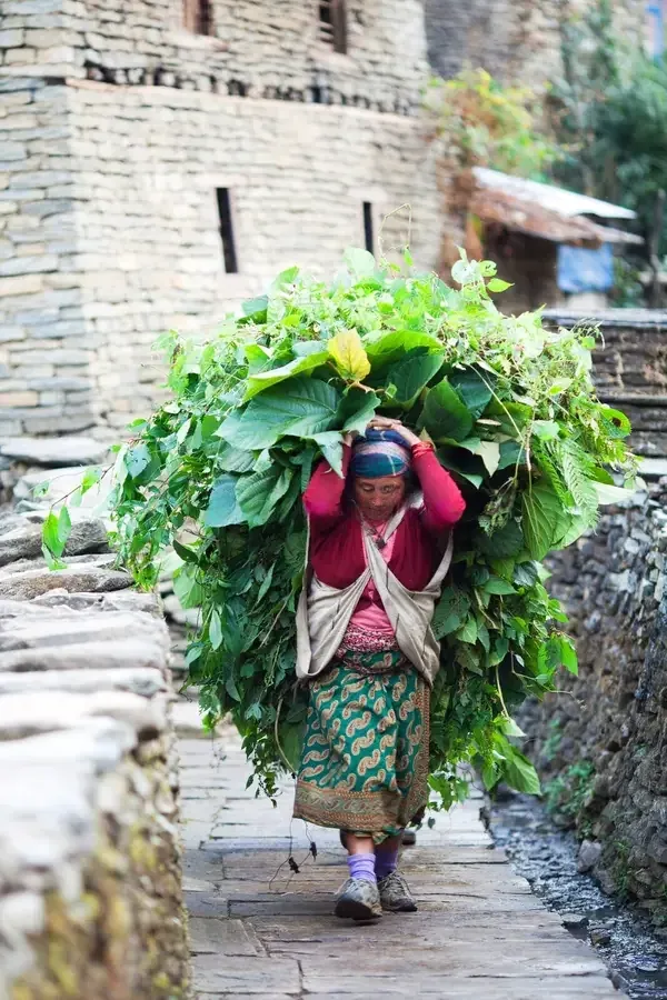 Gurung woman carrying a huge load of fresh greens along a stone lane in Ghandruk