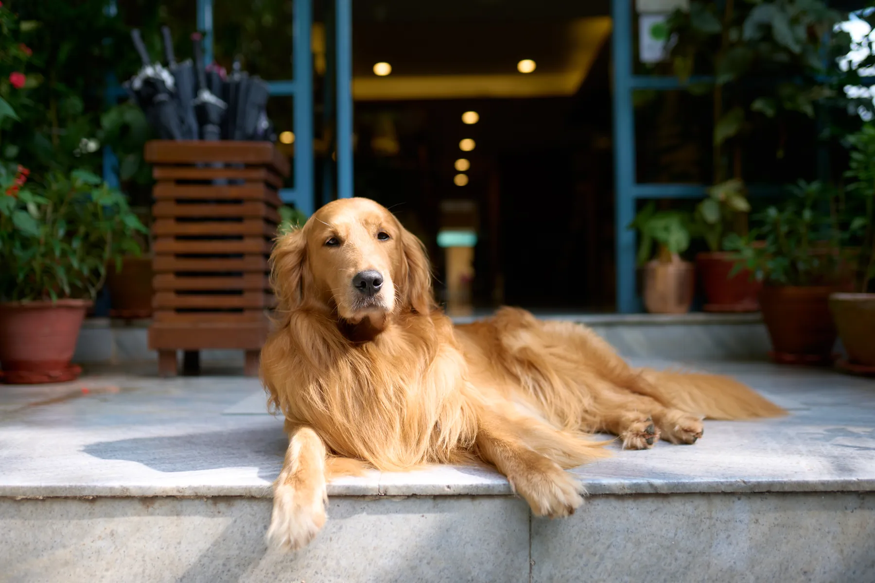 Puku the golden retriever relaxing on the front steps