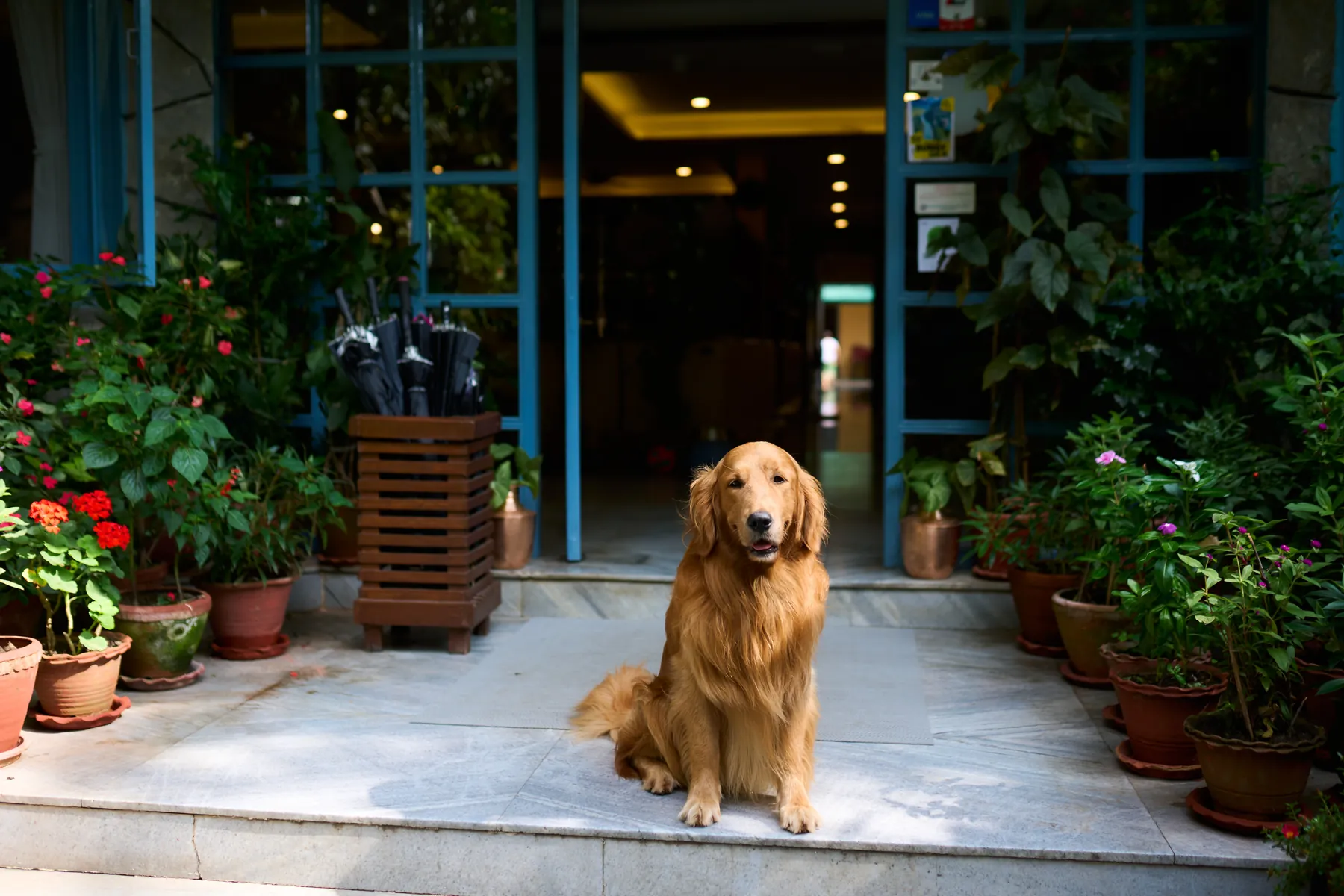 Puku on the front steps at The Silver Oaks Inn, Pokhara